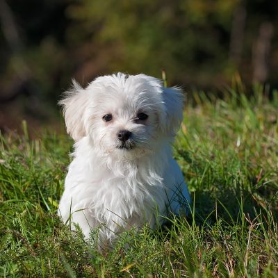 animal-dog-maltese-33053 animal-dog-maltese-33053