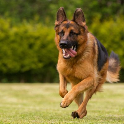 gsd_bred_to_do_header_ gsd_bred_to_do_header_